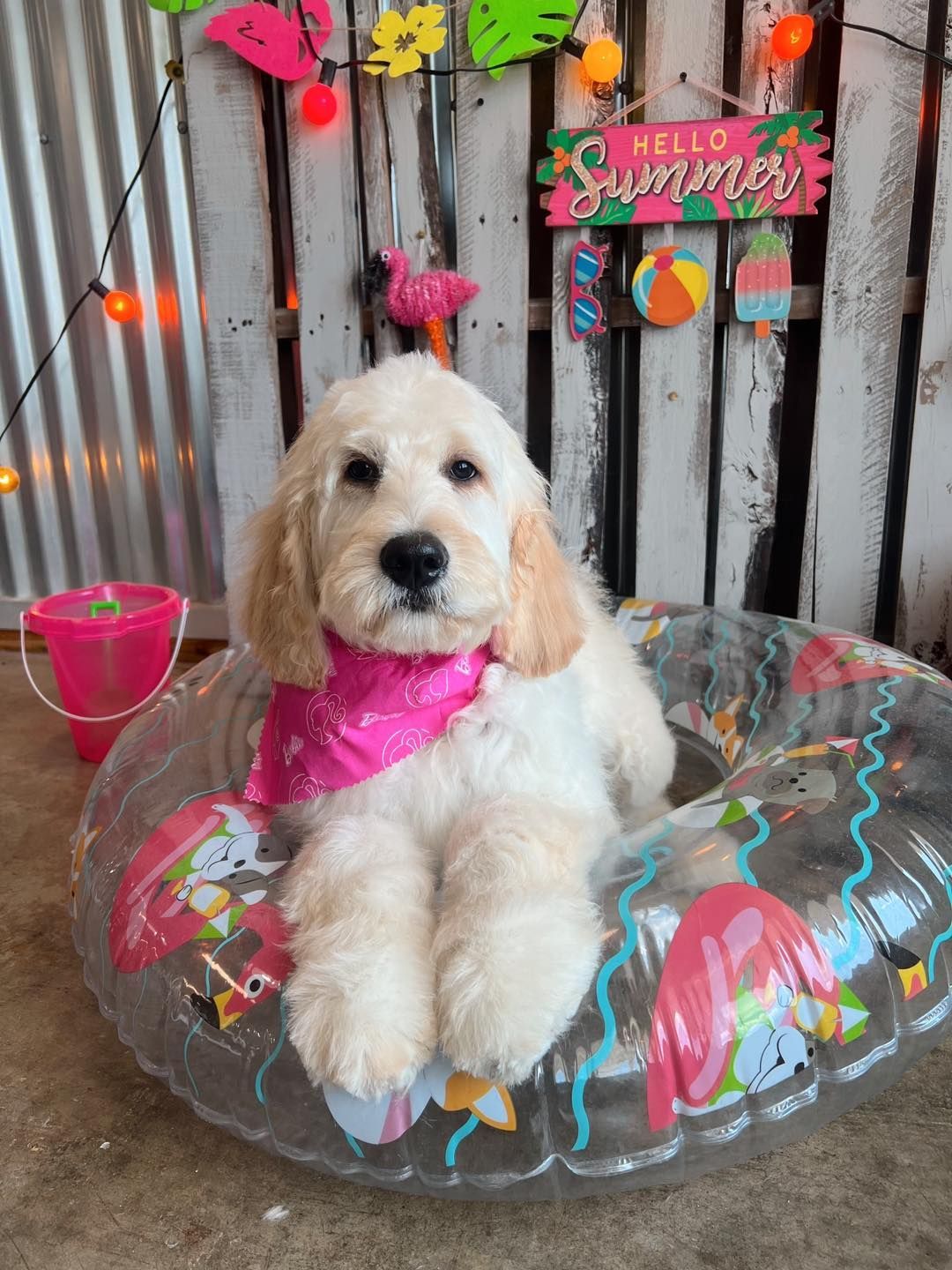 Golden-colored puppy in a pink bandana sits in a flamingo-themed pool float. Summer decorations in the background.