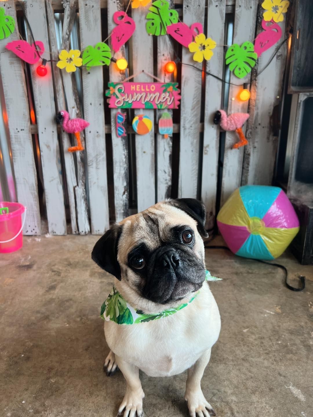 Pug dog in front of summer decorations, including flamingos and a 