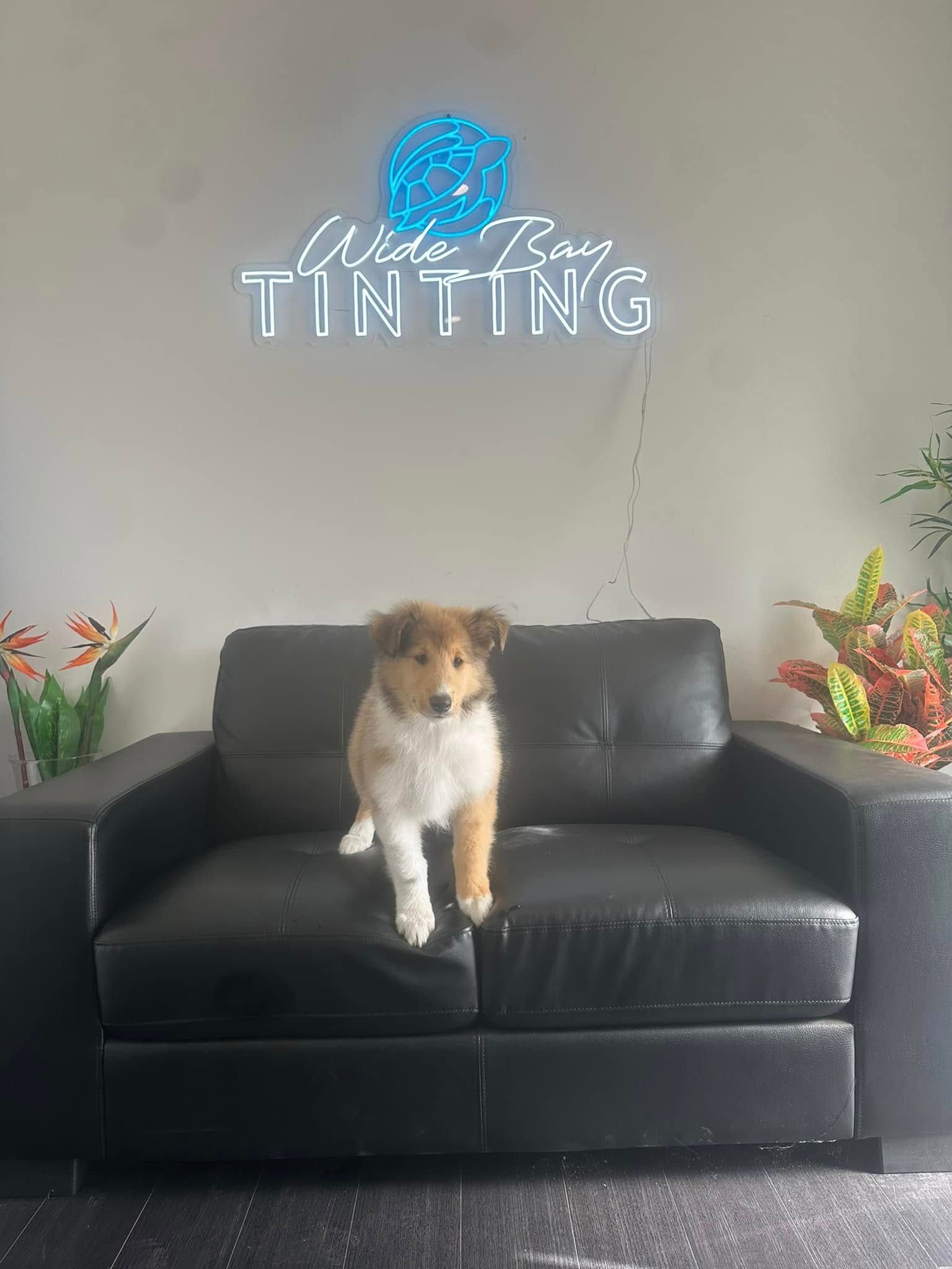 Puppy on a black leather couch, under a neon sign that reads “Wide Bay Tinting.
