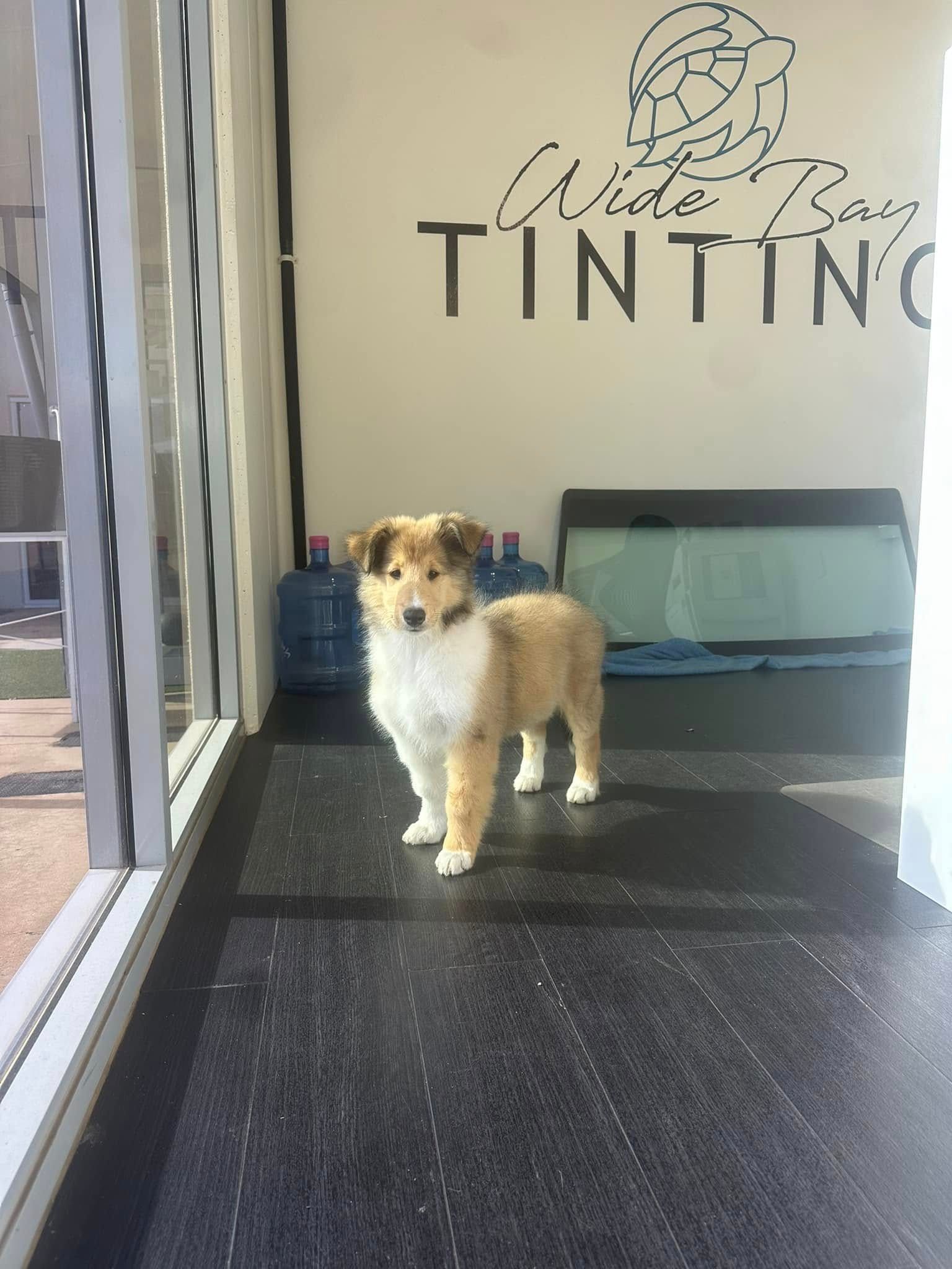 A puppy stands inside, near a window, under a sign that reads 