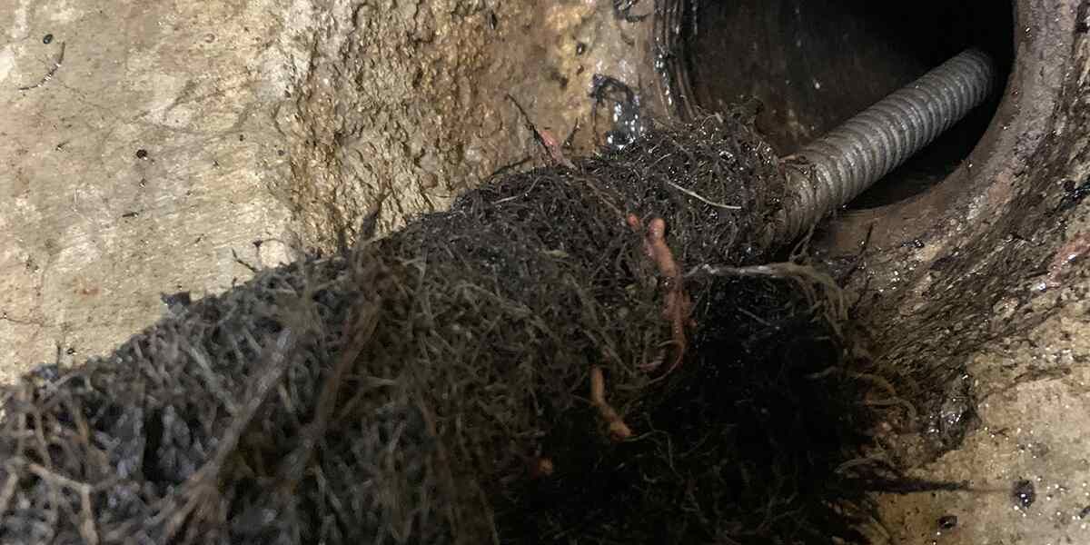 roots in main sewer line