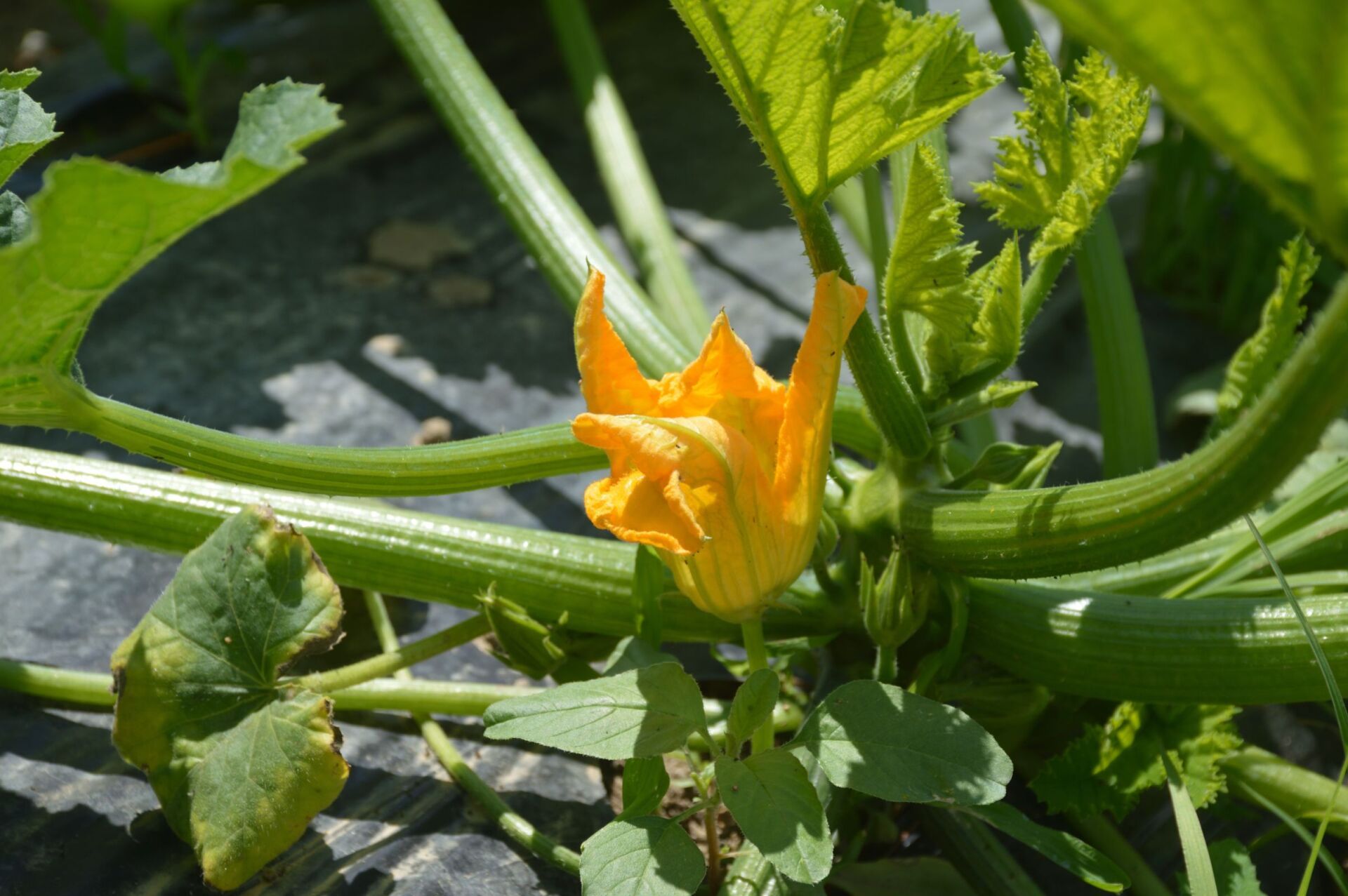 fiore di zucca