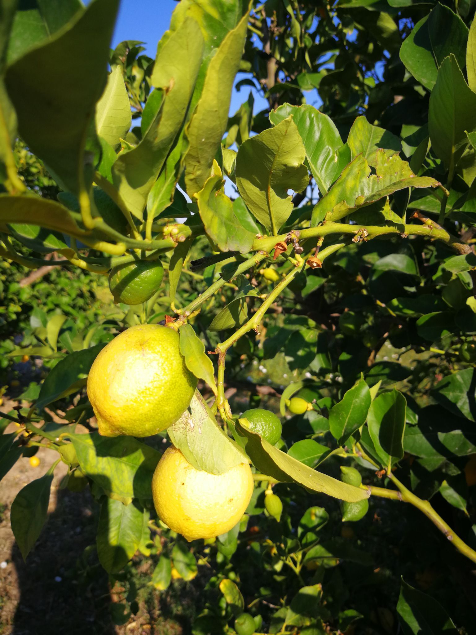 limoni