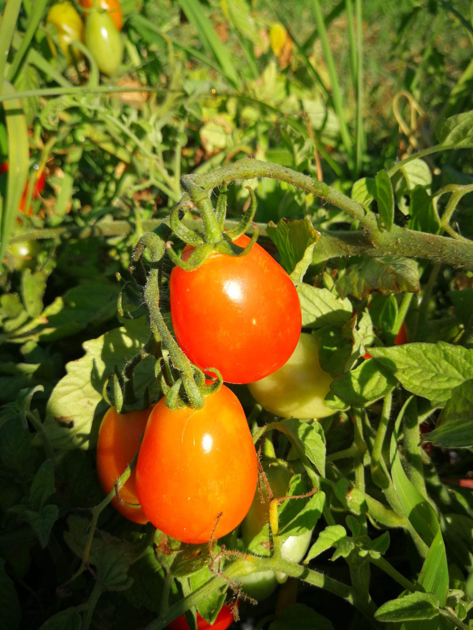 pomodori