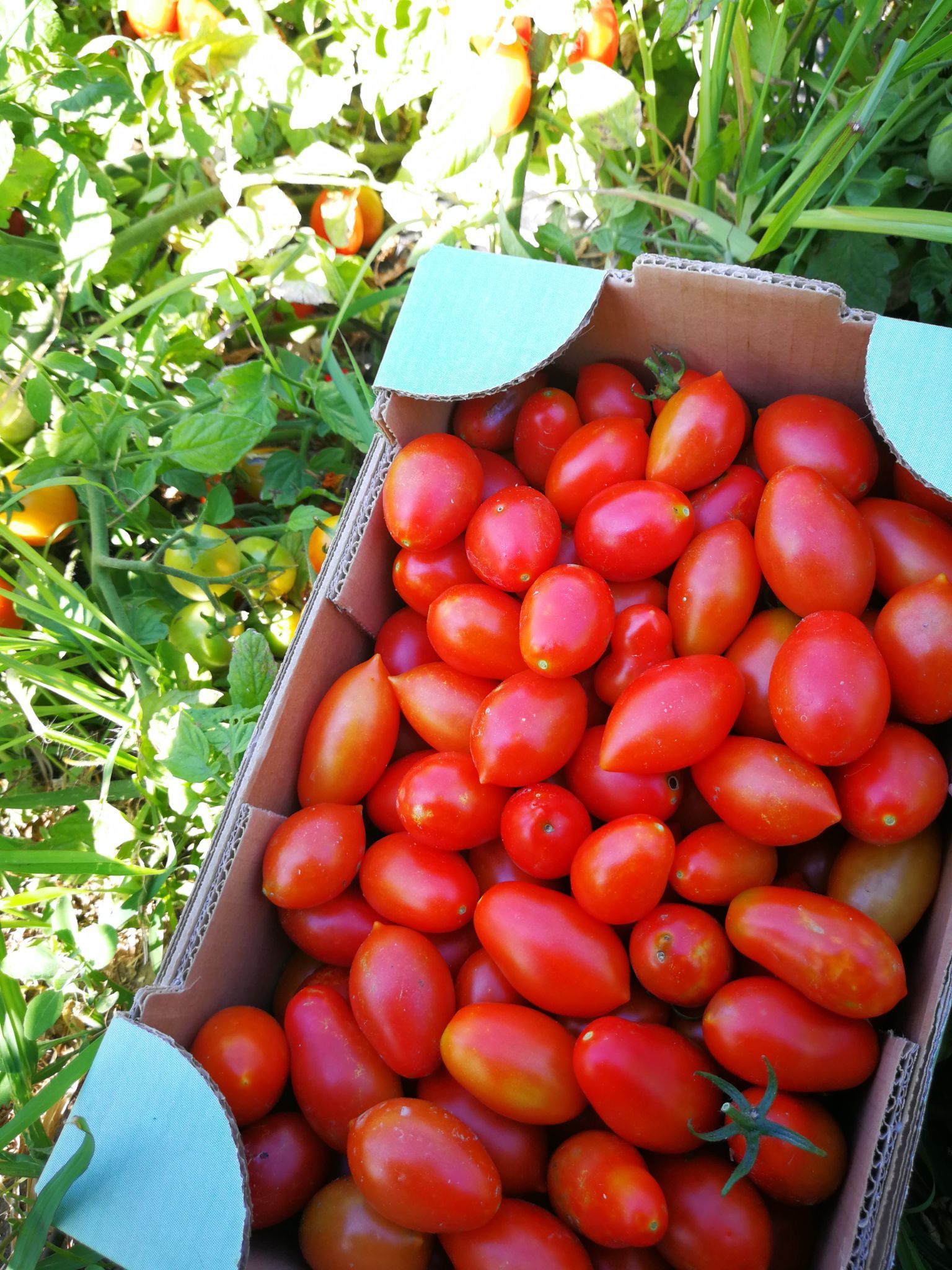 pomodori appena raccolti