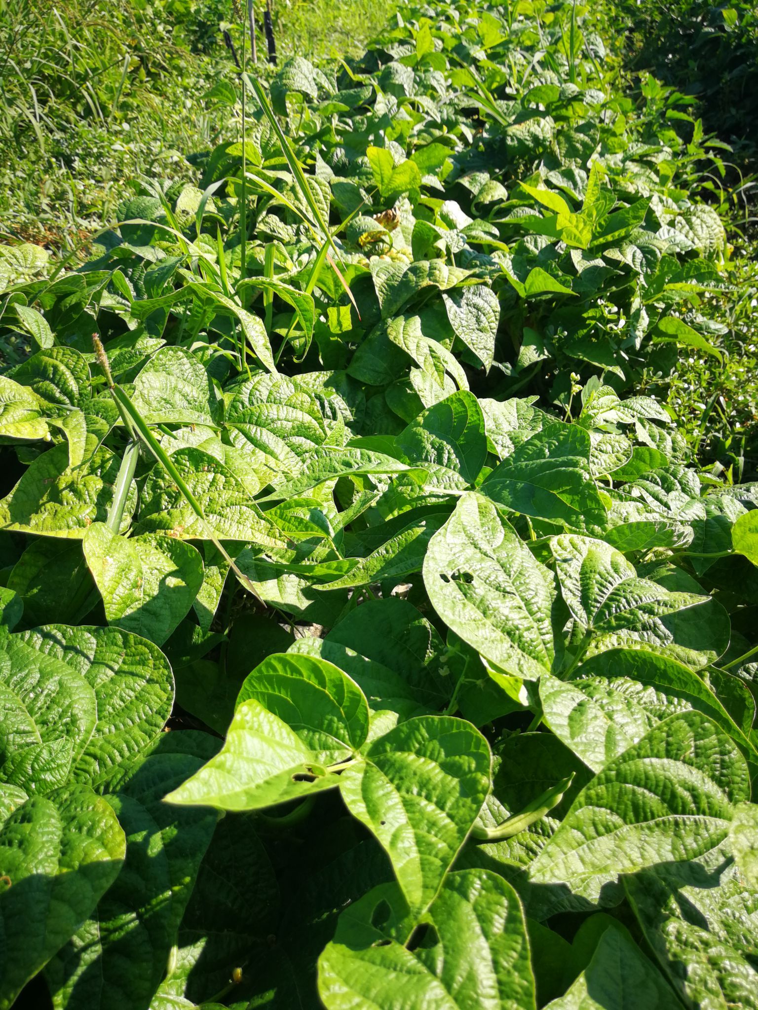 produzione di ortaggi