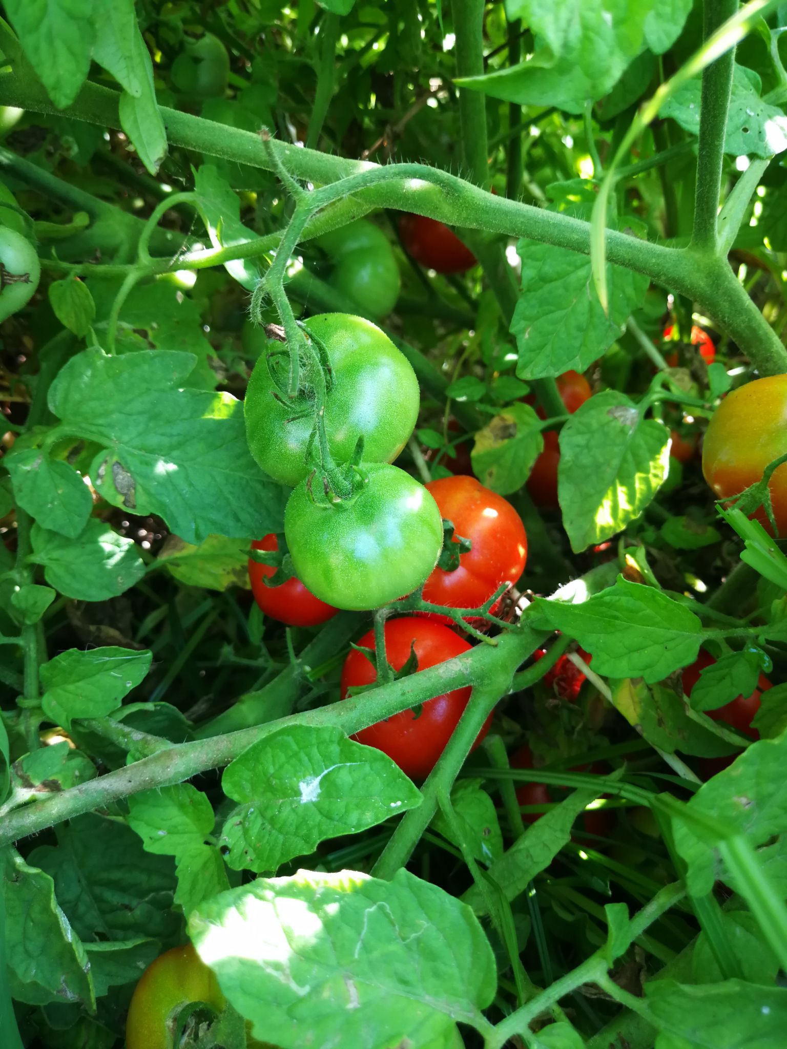 coltivazione di pomodori