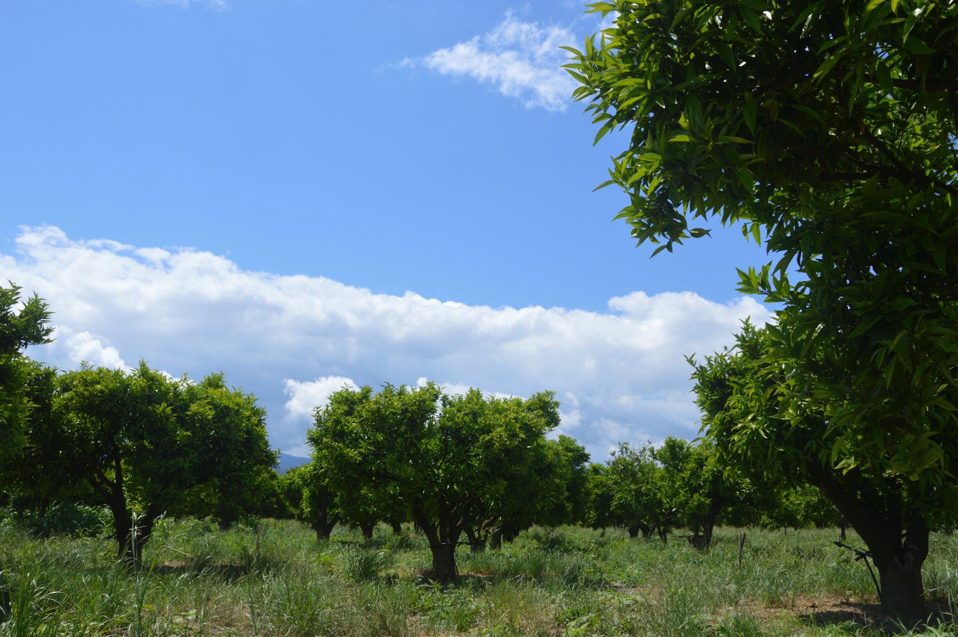 Azienda Agricola F.lli Aversente tenuta