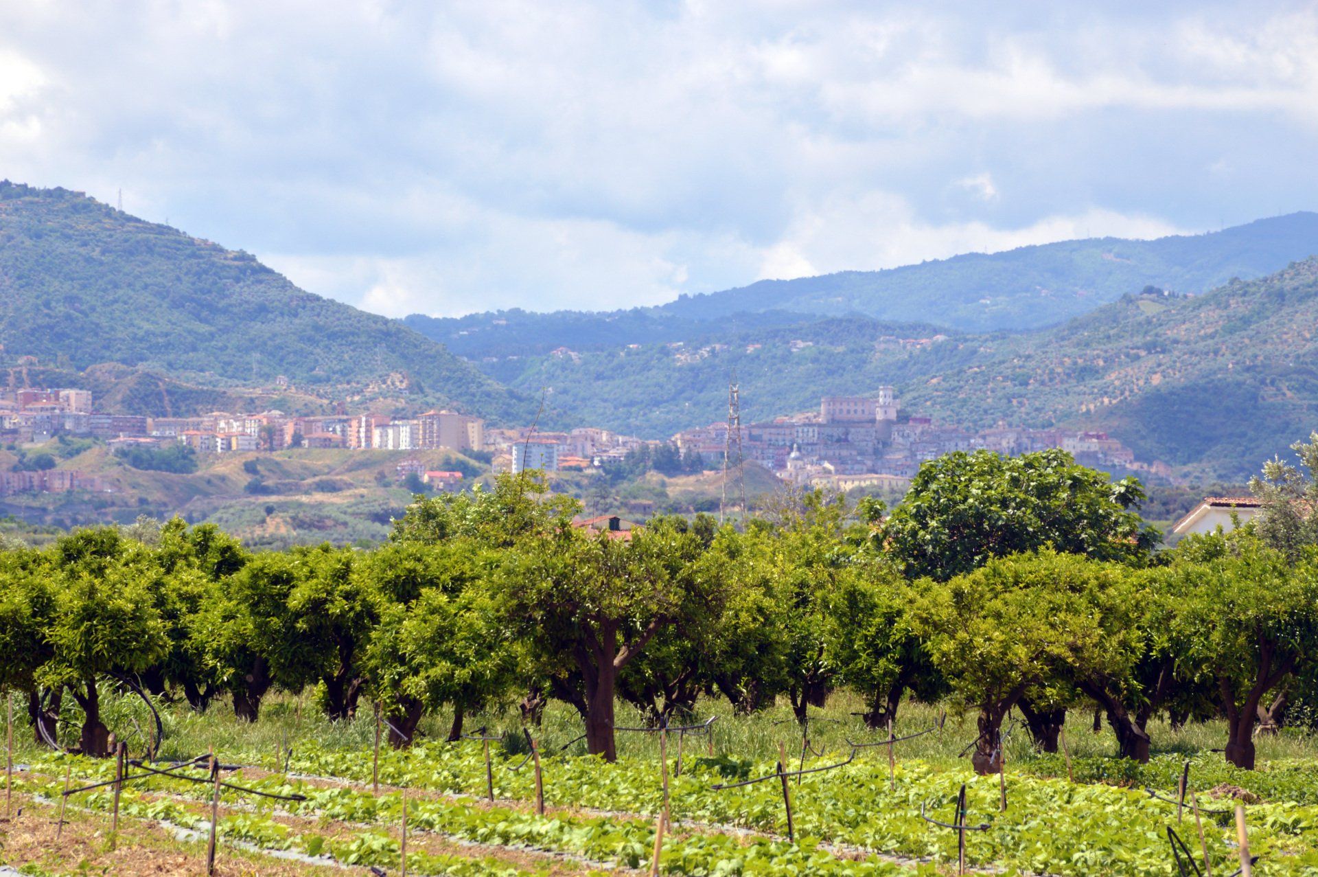 Azienda Agricola F.lli Aversente veduta alta