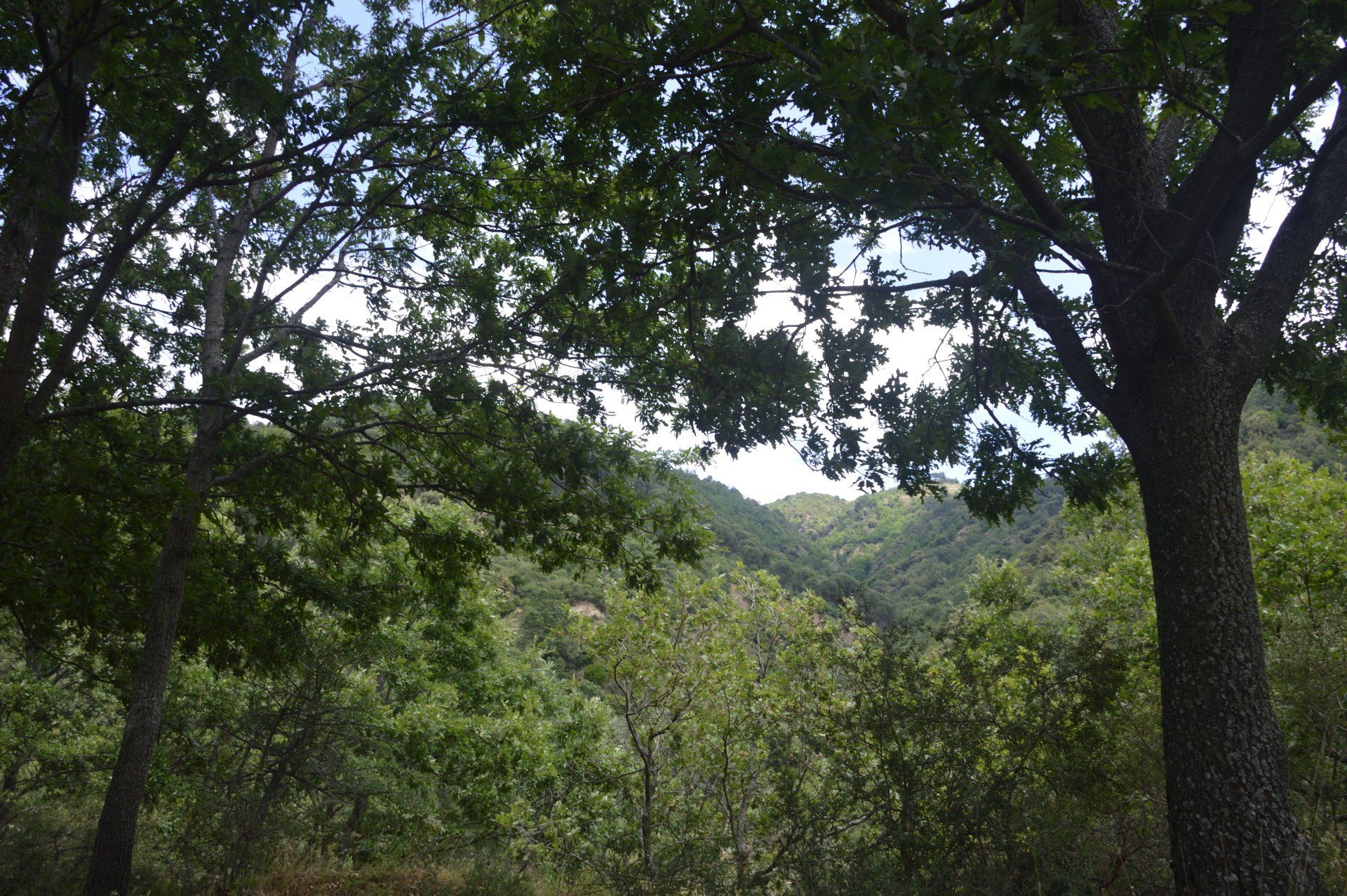 Azienda Agricola F.lli Aversente alberi