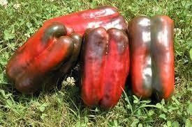 peperoni rossi peperoni rossi