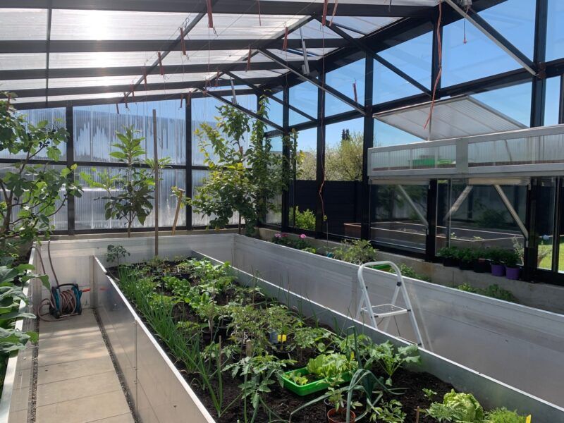 Gewächshausinnenraum mit erhöhten Beeten für Pflanzen und Bäume, sonnenbeschienen, mit einer Leiter.