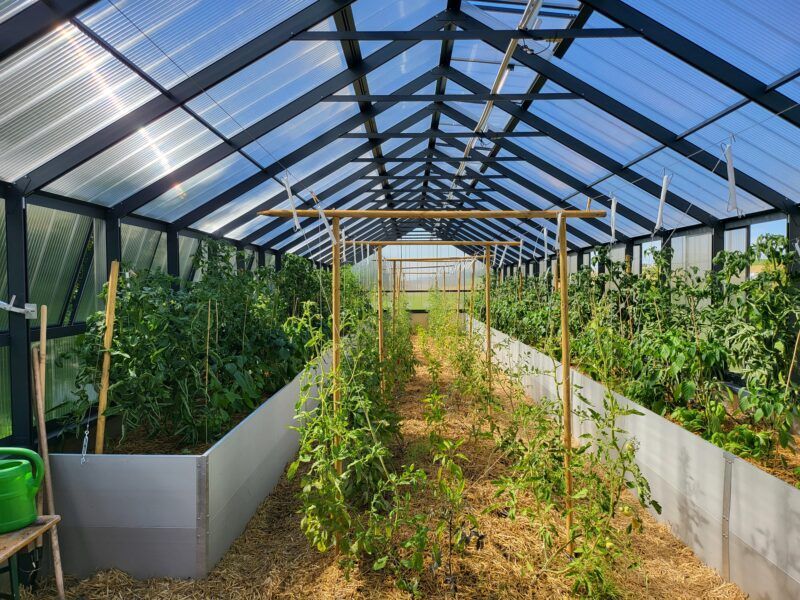 Innenansicht eines Gewächshauses mit Reihen wachsender Pflanzen, die von Konstruktionen unter einem lichtdurchlässigen Dach getragen werden.