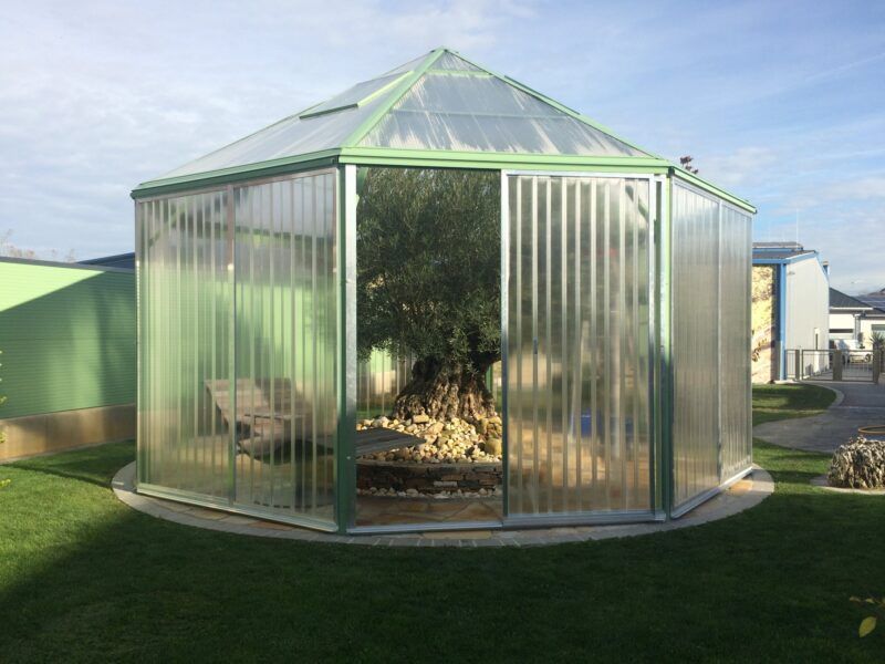 Gewächshaus mit einem Olivenbaum darin, auf einem grünen Rasen gelegen, im Hintergrund Gebäude.
