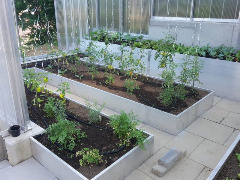 Hochbeete mit Jungpflanzen in einem Gewächshausambiente; Bewässerungssystem sichtbar.