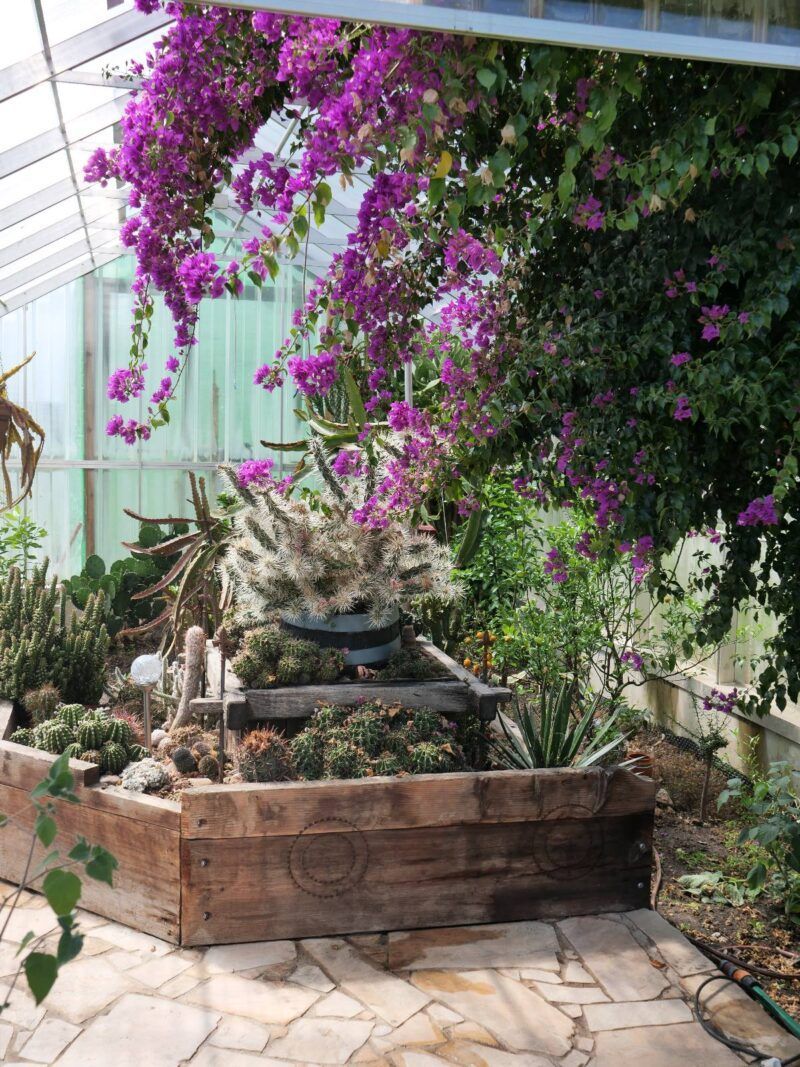 Gewächshaus mit Holzpflanzkasten, lila Bougainvillea, Kakteen, Steinweg.