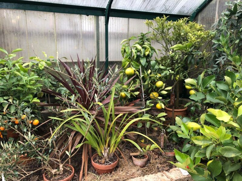 Gewächshaus mit Zitrusbäumen und anderen Pflanzen in Töpfen; Früchte sind sichtbar.