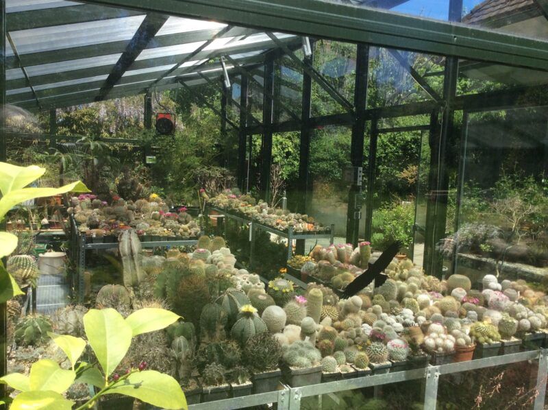 Gewächshaus voller Kakteen und Sukkulenten, Sonnenlicht strömt durch das Glasdach.