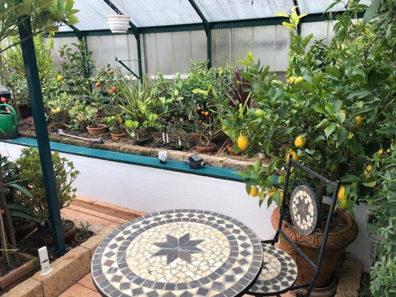 Gewächshaus-Interieur mit Zitrusbäumen, Mosaiktisch und weißen Wänden.