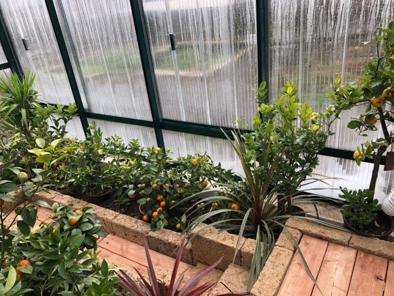 Gewächshausinnenraum mit Zitrusbäumen, gemauerten Pflanzgefäßen und Wellkunststoffplatten.
