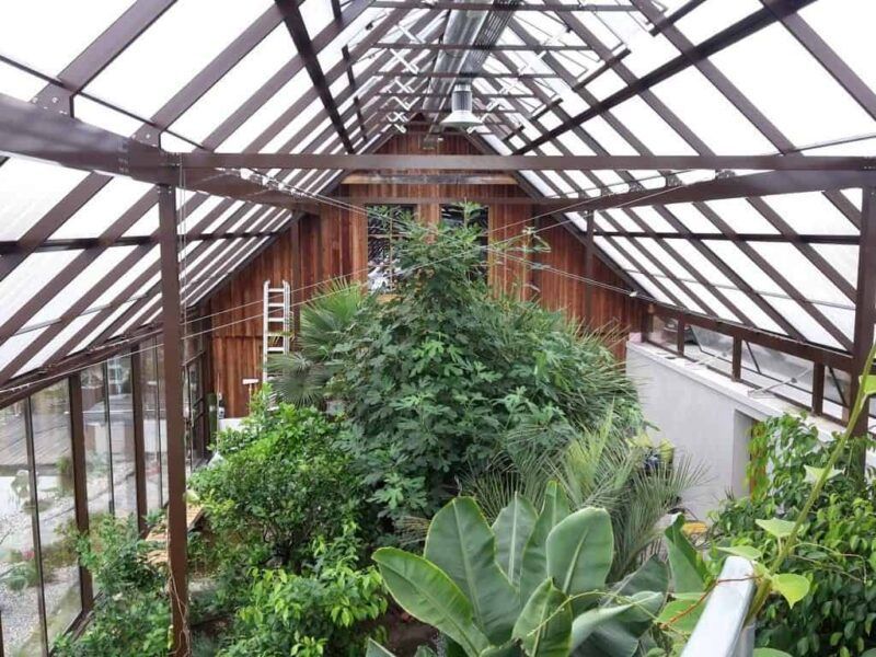 Innenansicht eines Gewächshauses voller üppiger grüner Pflanzen, darüber eine Holzkonstruktion und eine kleine Leiter.