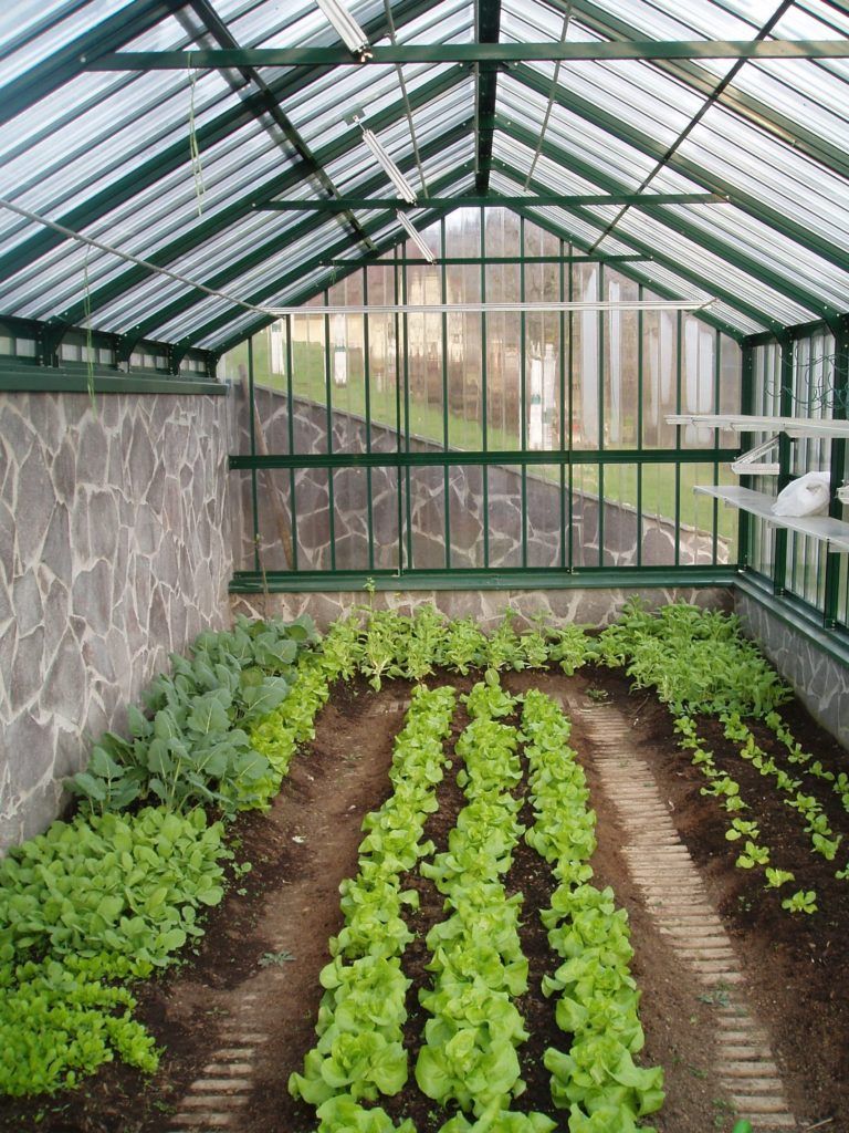 Innenansicht eines Gewächshauses mit Reihen von Salat und anderem Blattgemüse.