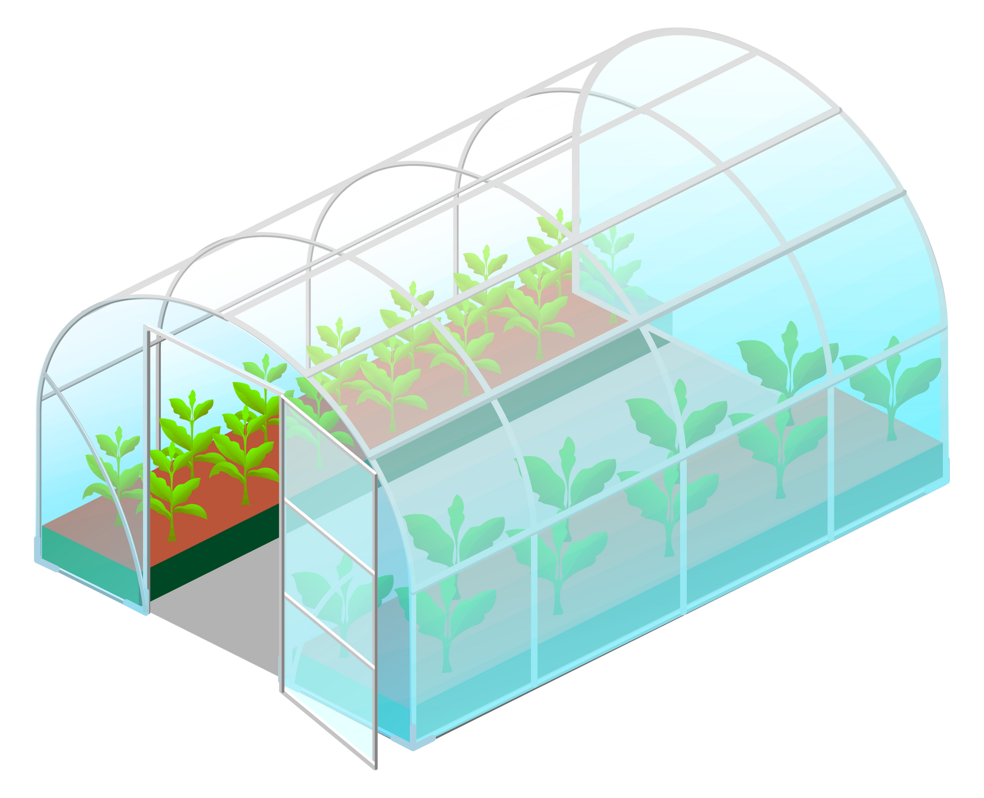 Gewächshaus mit transparenten Wänden und gewölbtem Dach, in dem Pflanzen wachsen.