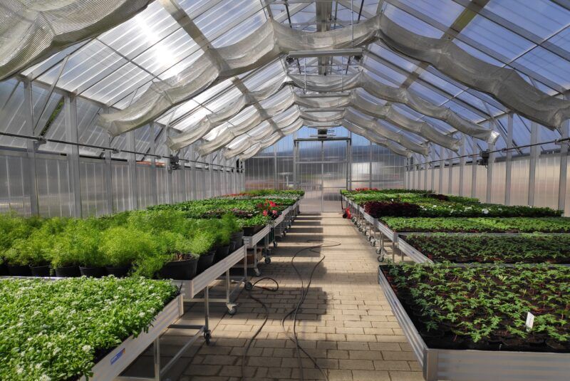 Innenansicht eines Gewächshauses mit Reihen von Pflanzen auf Tischen unter einem transparenten Dach.