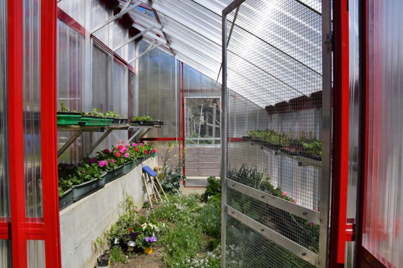 Im Inneren eines Gewächshauses, mit Pflanzen in Schalen auf Regalen und einer nach draußen offenen Tür.