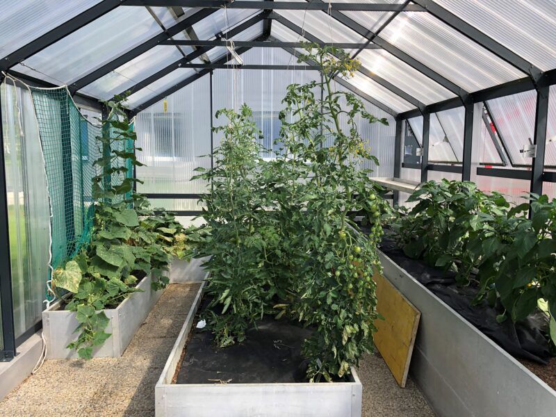 Gewächshausinnenraum mit Pflanzen in Hochbeeten; lichtdurchflutet dank transparentem Dach und Metallrahmen.