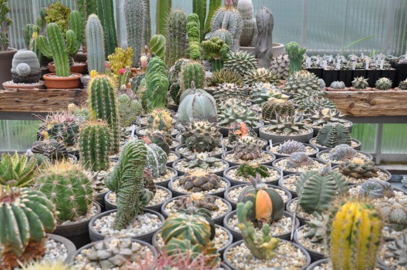 Eine Sammlung verschiedener Kakteen in Töpfen, die unterschiedliche Formen, Größen und Farben aufweisen, in einem Gewächshaus.