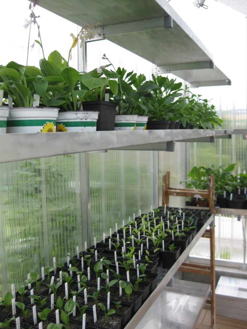 Gewächshaus mit Pflanzen auf Regalen unter Pflanzenlampen. Sämlinge in Anzuchtschalen auf einem unteren Regal.