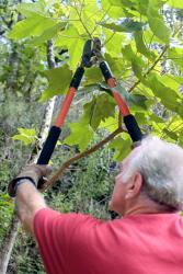 Pruning a tree — Tree pruning in Litchfield Park, AZ