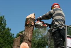 Removing the tree — Tree pruning in Litchfield Park, AZ