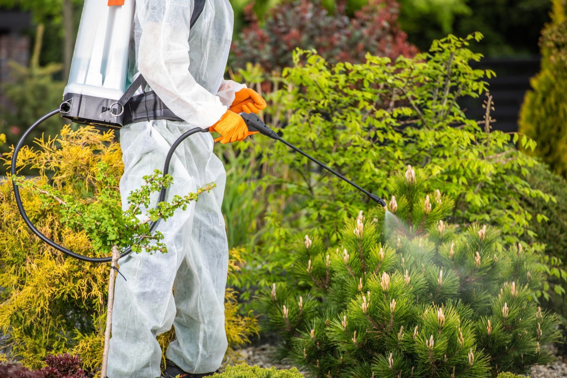 Person in protective suit spraying plants in a garden.