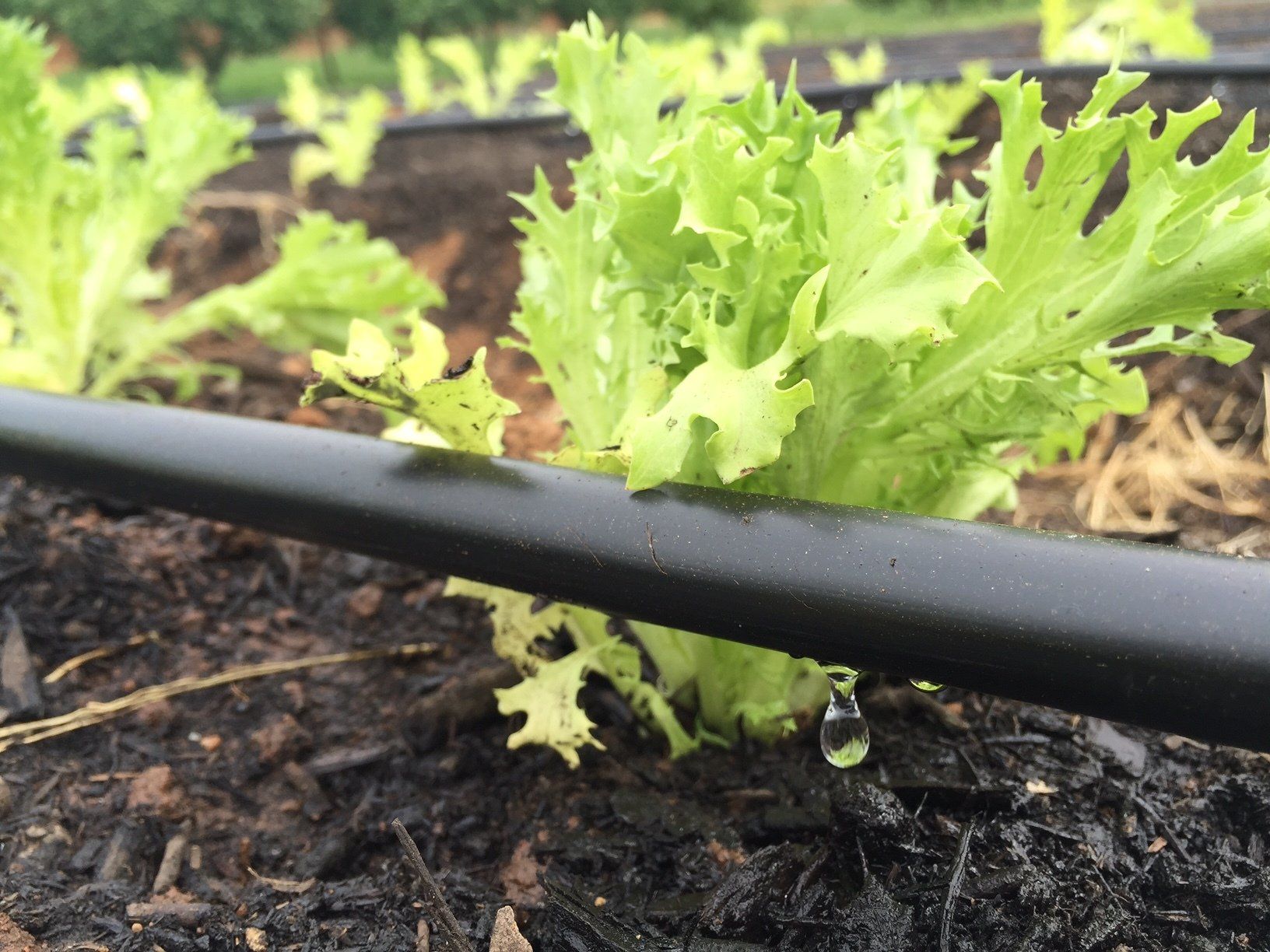 Drip irrigation line running past a head of lettuce with a water drop falling onto the soil below
