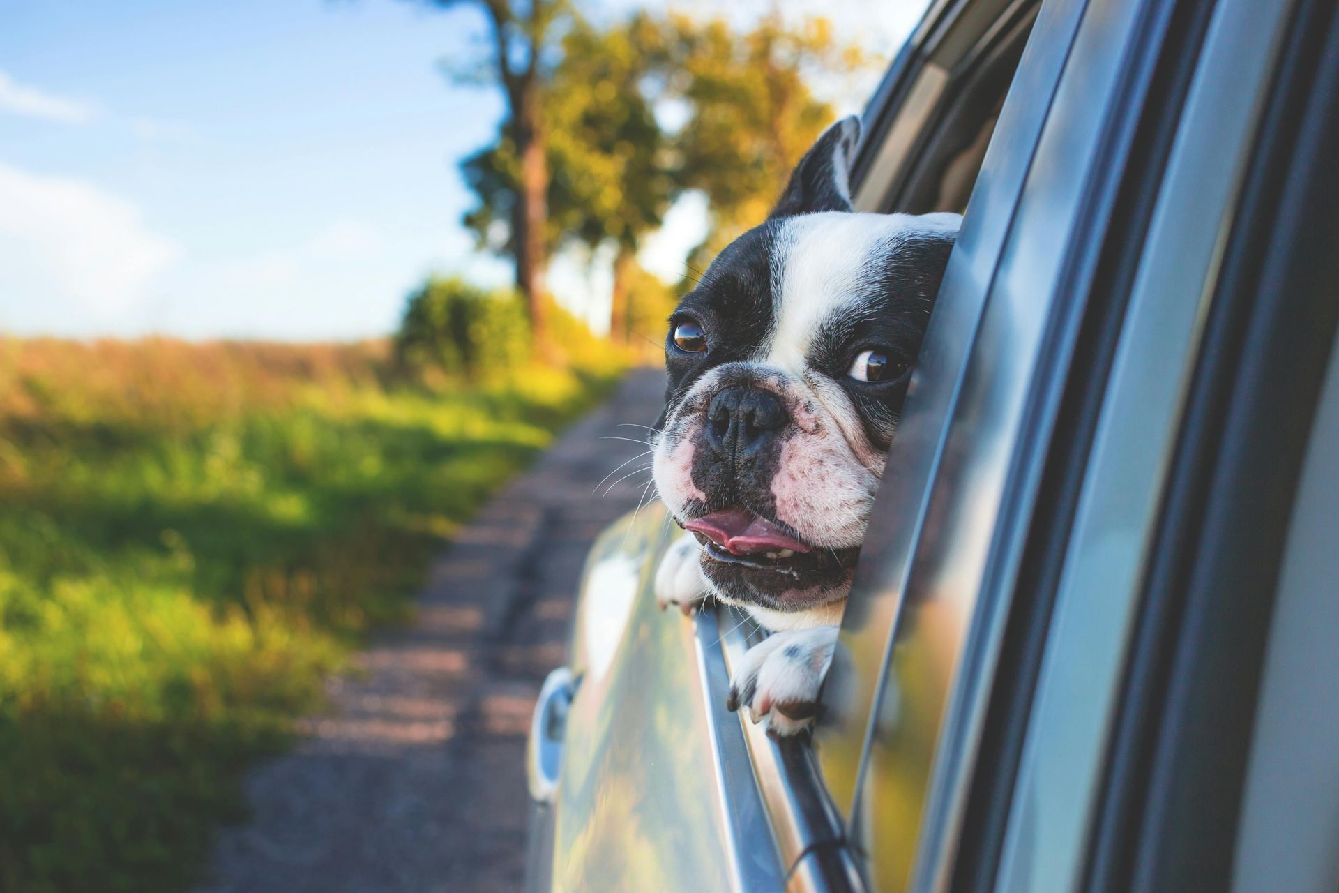 Dog hanging out car window happily