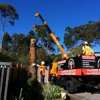 tree removalists using equipment to remove large brown tree in front yard