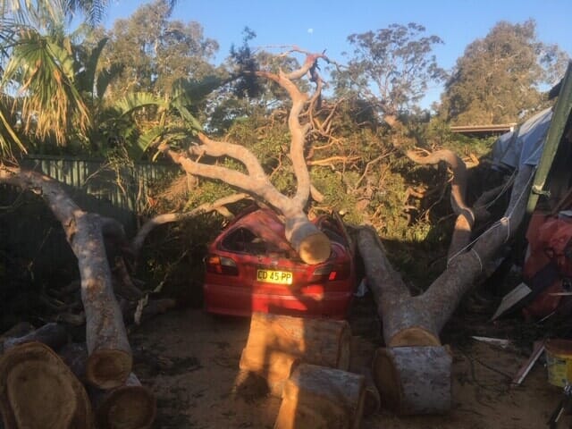 Emergency Tree Fallen Tree on Red Car