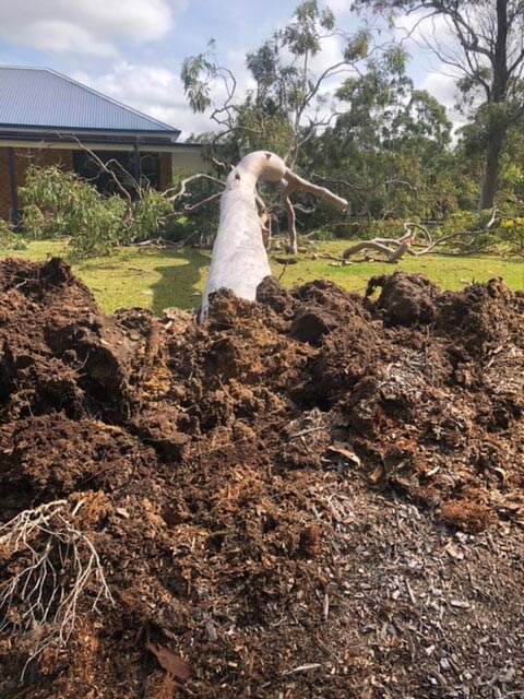 Fallen Tree Beside House — Tree Services on the Central Coast, NSW