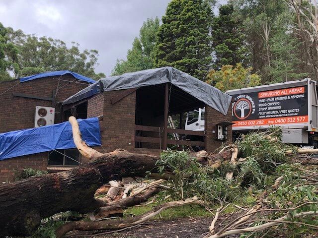 Fallen Tree Emergency — Tree Services on the Central Coast, NSW