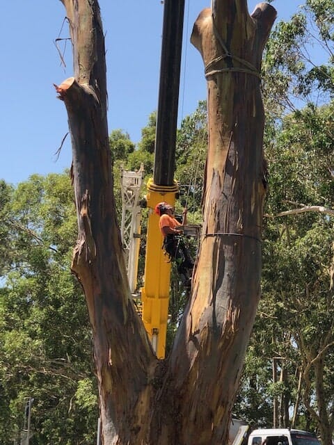 arborist in central coast using telehandler to remove large trees
