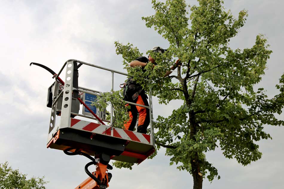 Arborist Performing Tree Lopping — Tree Services on the Central Coast, NSW