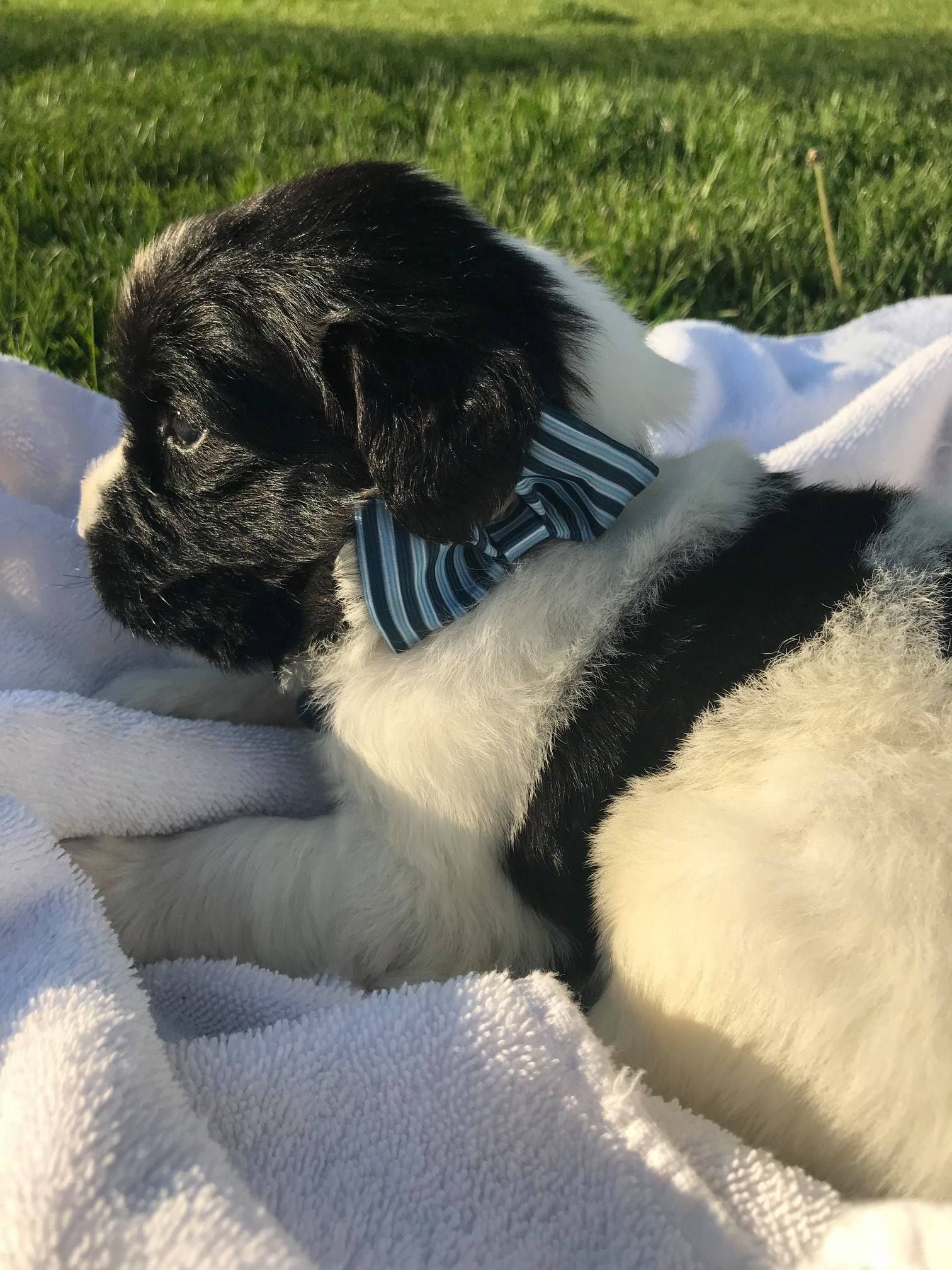 A black and white puppy wearing a blue-striped bow tie, resting on a white towel in a grassy outdoor setting.