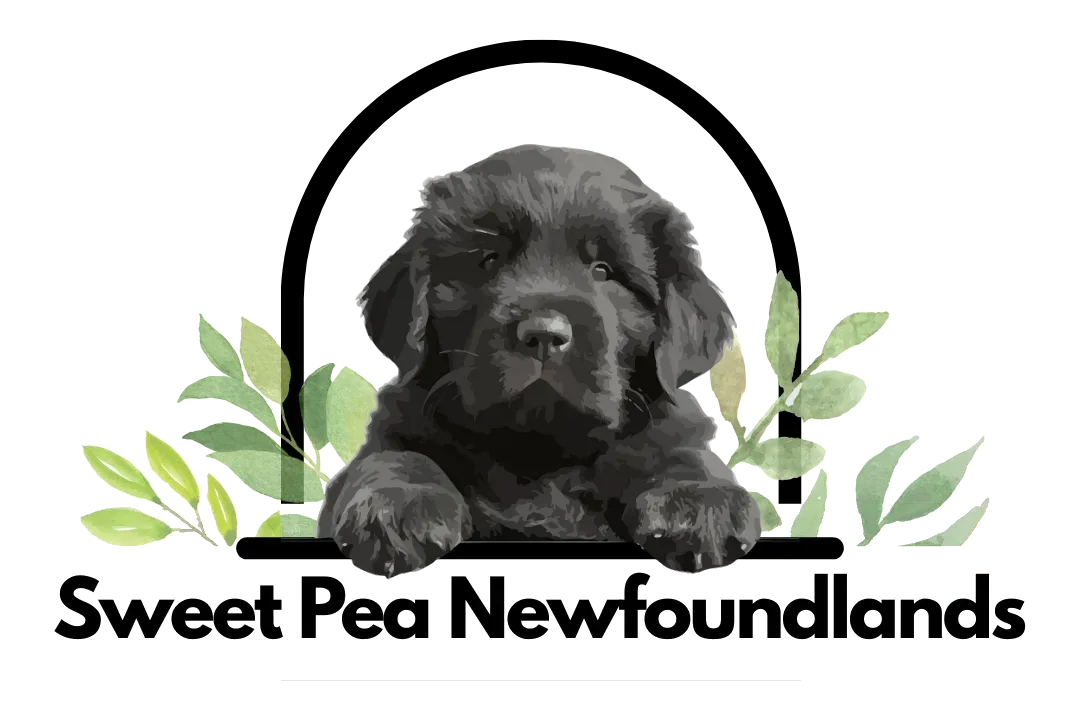 Logo for Sweet Pea Newfoundlands featuring a black puppy inside a black arched frame with watercolor green leaves.