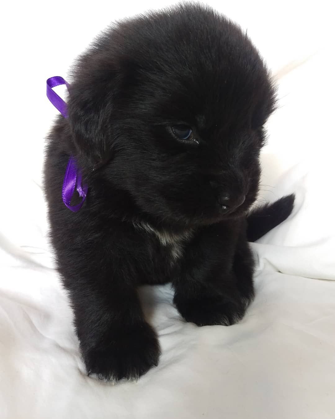 A fluffy black Newfoundland puppy with a purple ribbon around its neck, sitting on a white background.