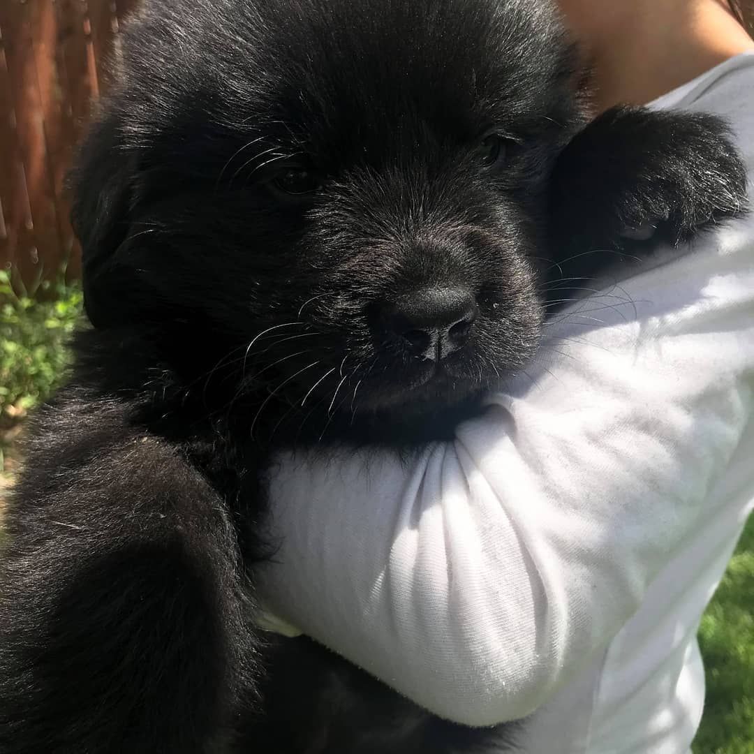 A person in a white long-sleeved shirt holds a fluffy black puppy outdoors.