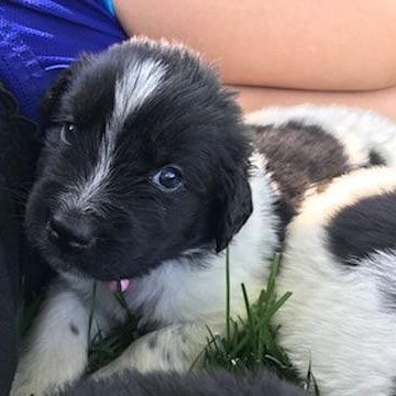 A close-up of a fluffy black and white puppy resting in grass, looking toward the camera.