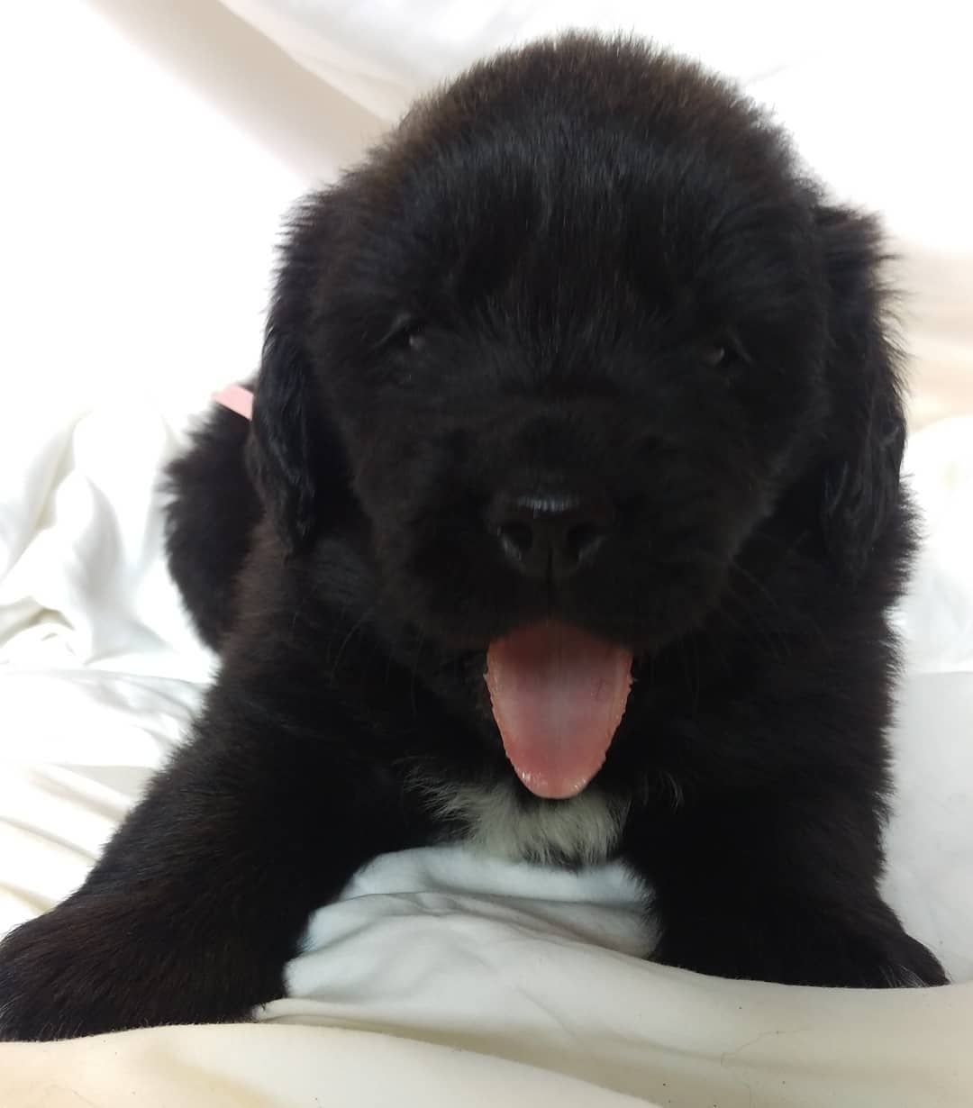 A fluffy black puppy with a small white patch on its chest, lying down and panting with its tongue out on a white surface.