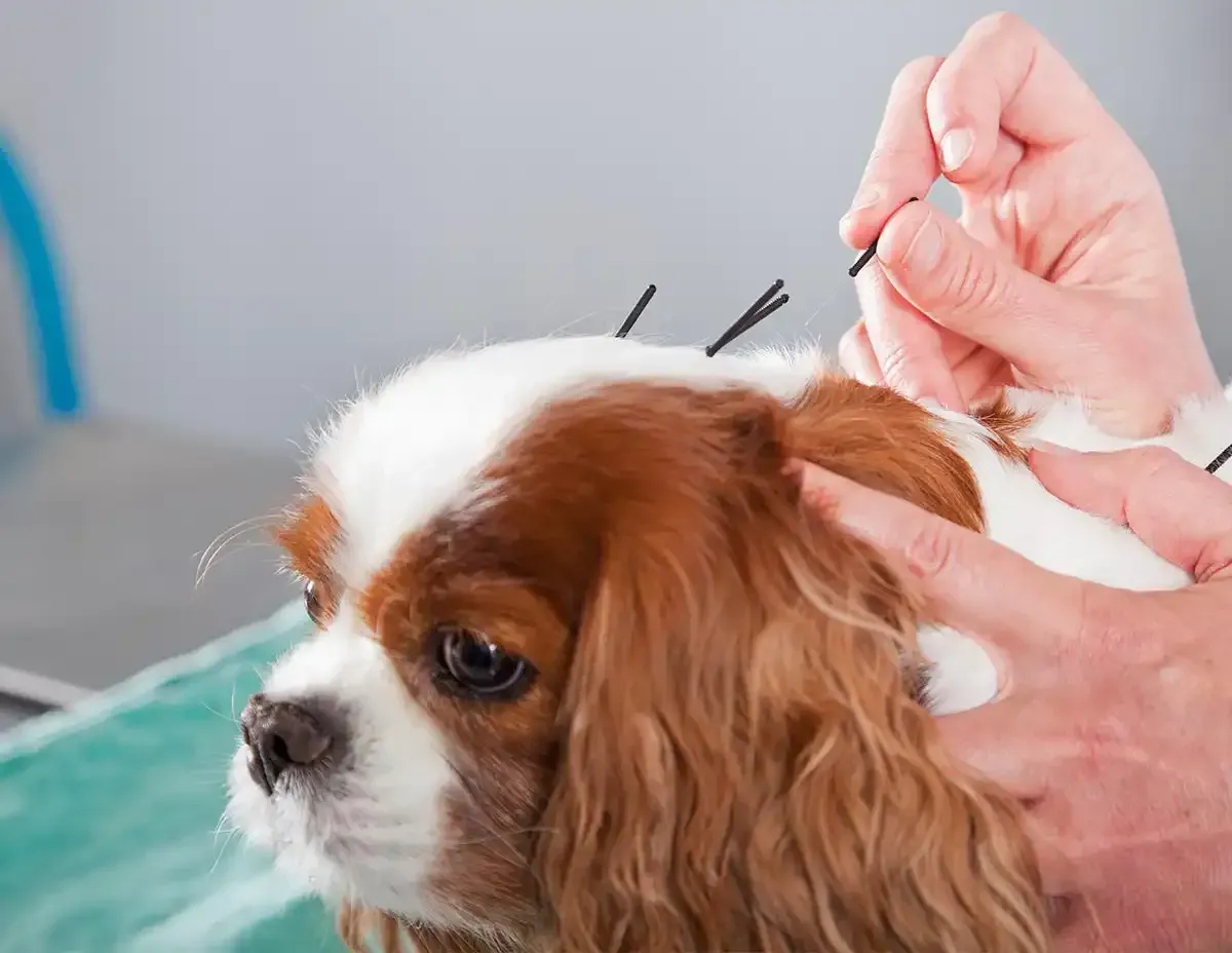 A dog being given acupuncture